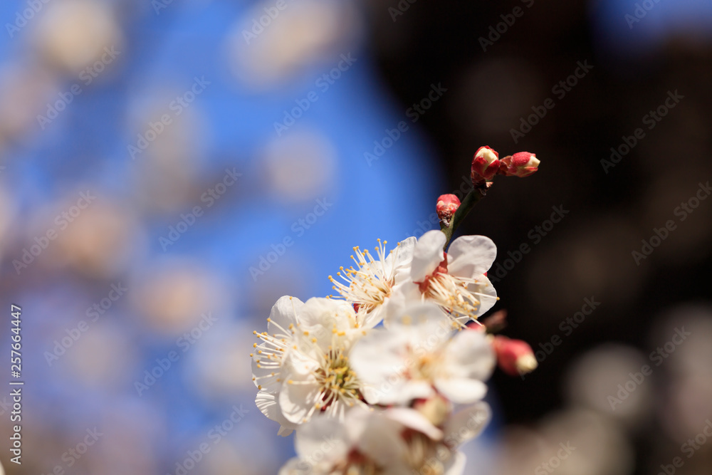 Early blooming White plum blossoms