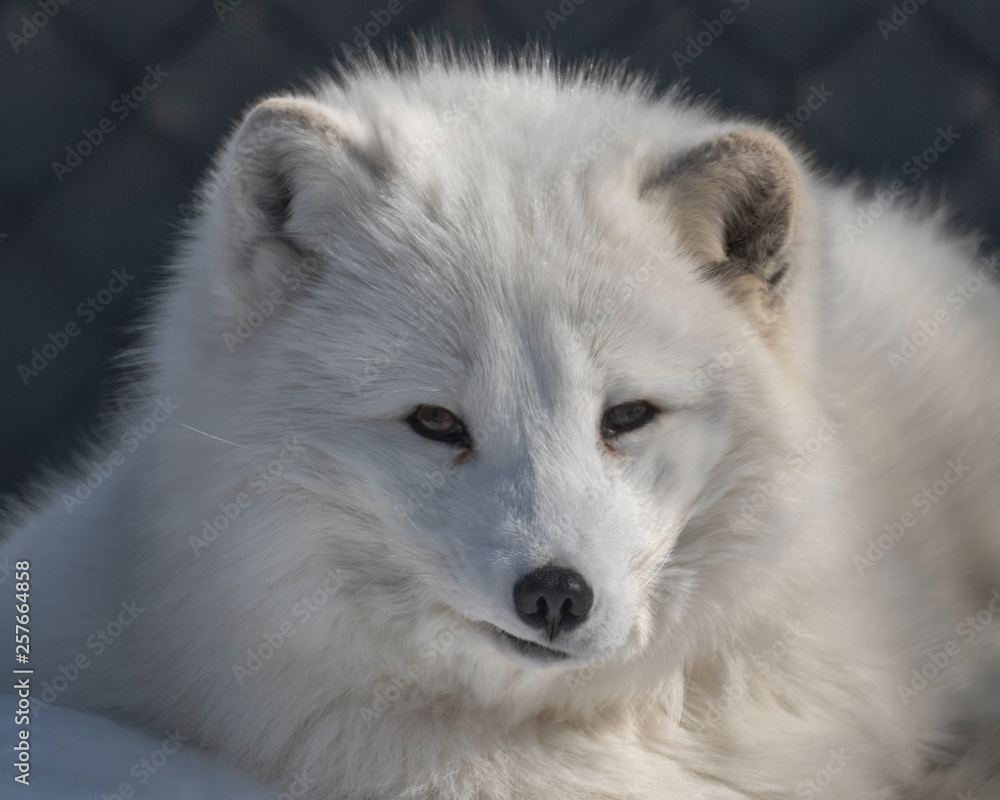 Obraz premium arctic fox closeup