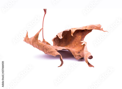 Dry tree leaf