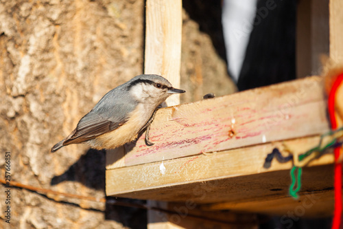 Nuthatch at wooden bird feeder