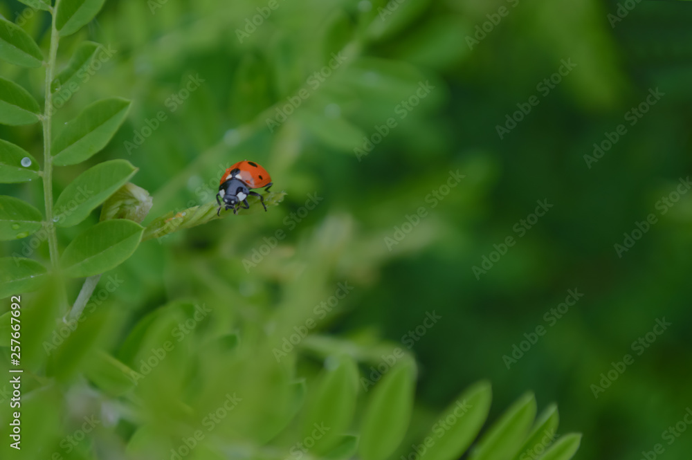 ladybug on grass