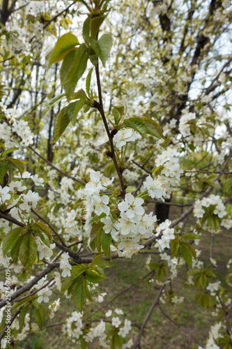 A lot of white cherry blossom in spring