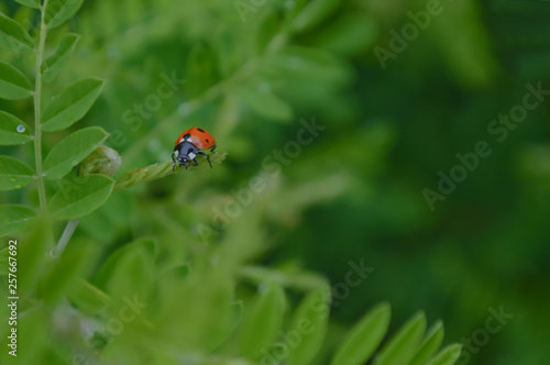 ladybug on grass