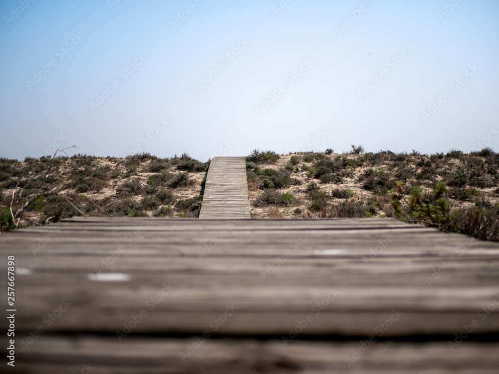 Fototapeta premium Le chemin