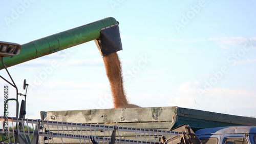 Grain falls into a truck. Side pipe of a combine. Cargo of wheat. Key ingredient for bread.