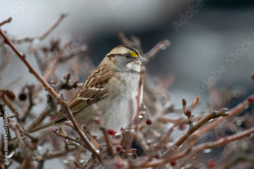 sparrow on branch © William