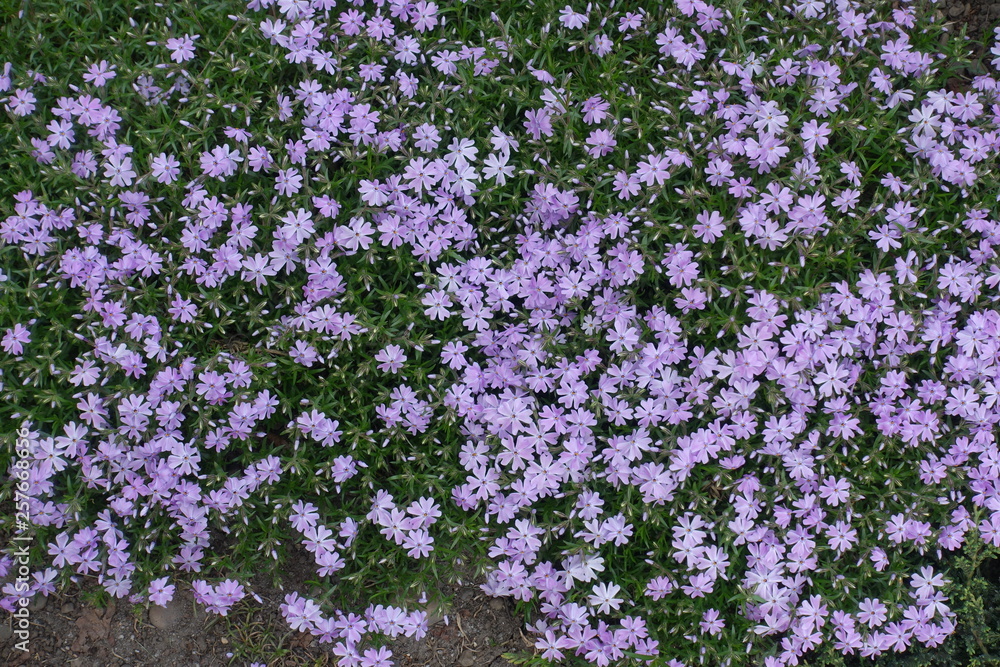 Plenty of violet flowers of Phlox subulata in spring Plenty of violet flowers of Phlox subulata in spring