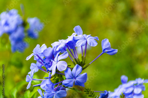 Blue purple flower