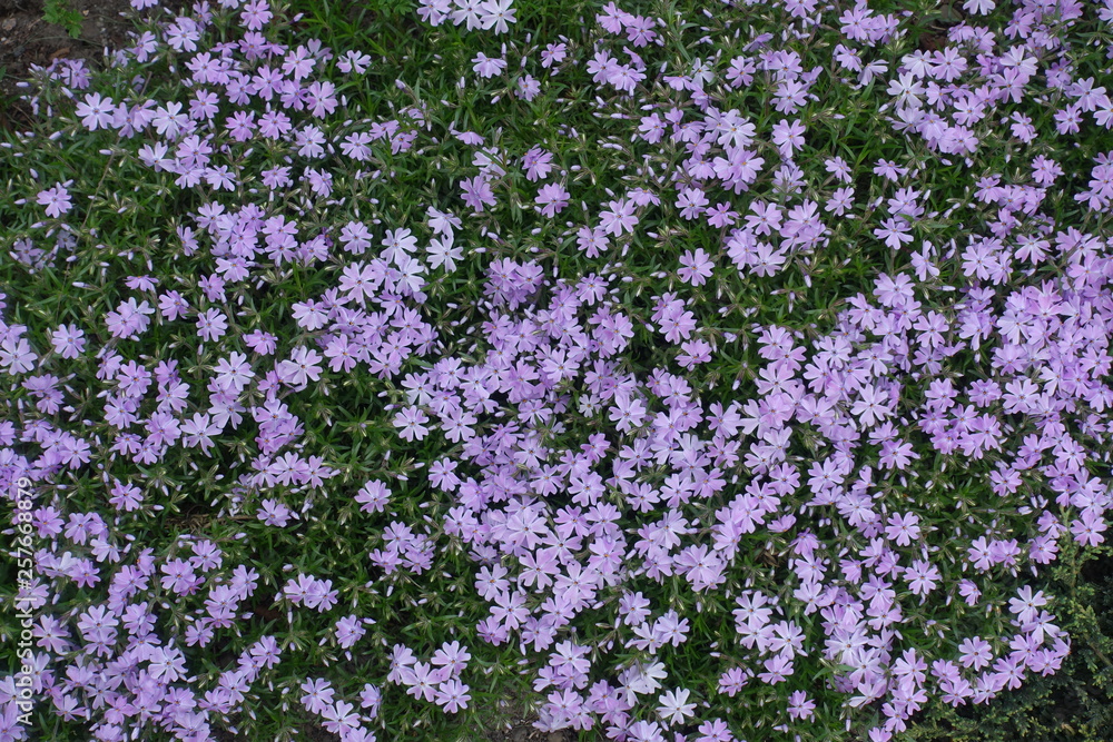 View of tender violet flowers of Phlox subulata from above