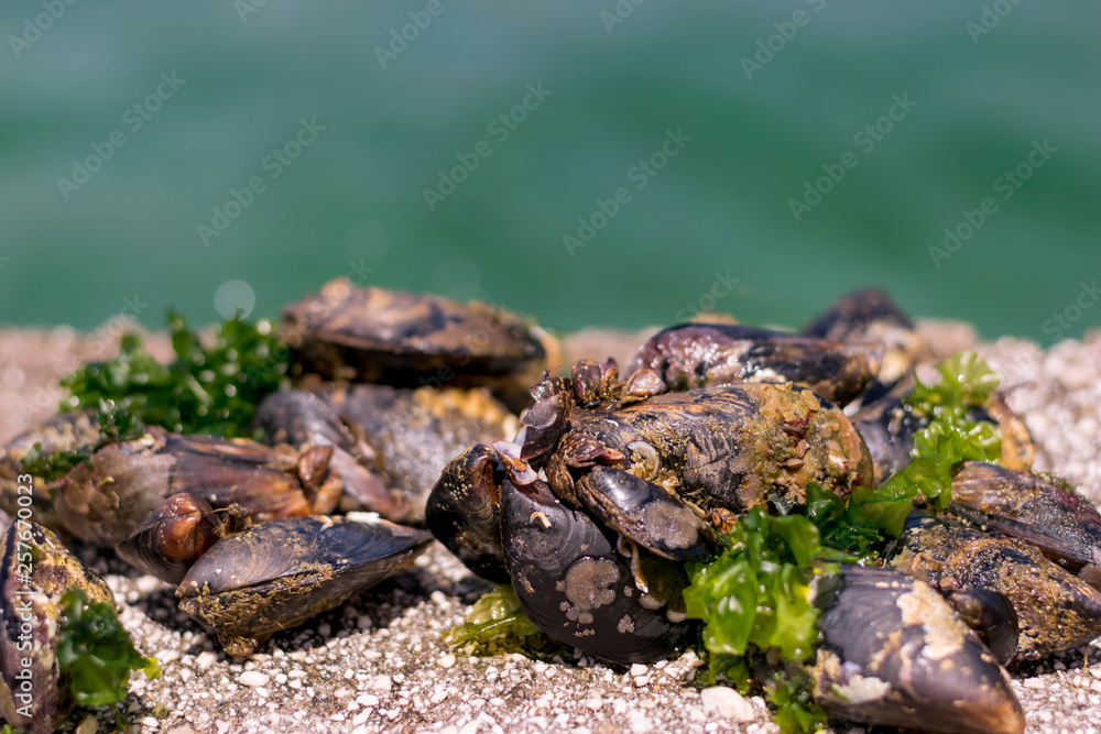 Mussels, sea shells stand on а rock near the blue sea.