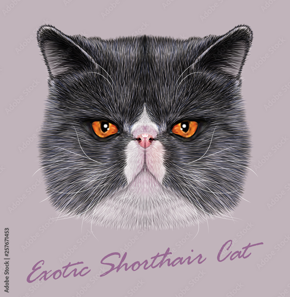 Exotic hotsell shorthair gray