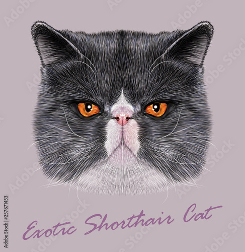 Exotic Shorthair cat animal cute face. Vector angry gray and white exotic kitten head portrait. Realistic fur portrait of persian cooper eyes kitty isolated on grey background.
