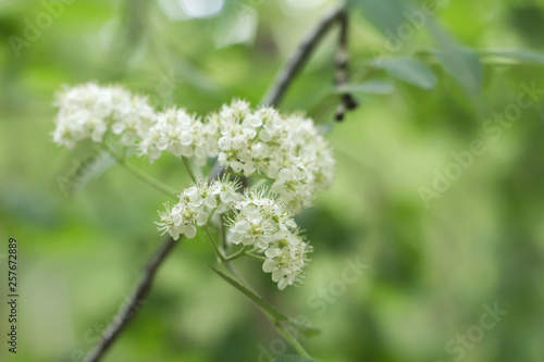 European elder white springtime flowers