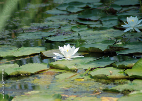 water lily in a pond