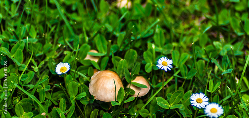Funghi e margherite in primavera
