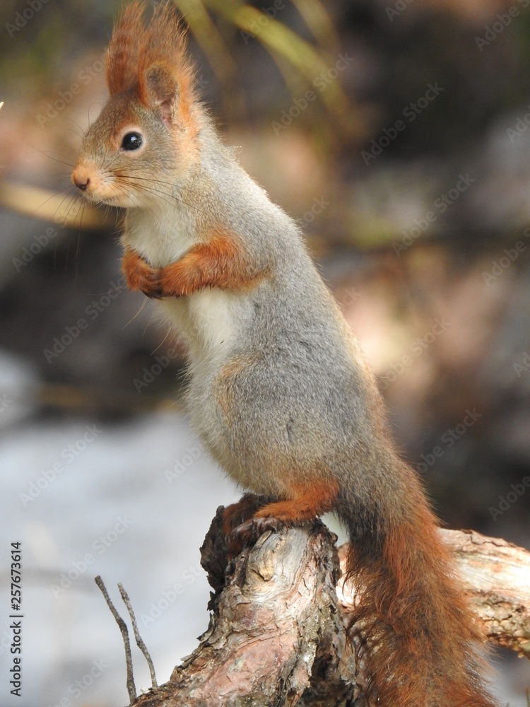 squirrel sitting on a tree root squirrel sitting on a tree root