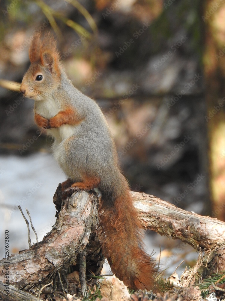 Fototapeta premium squirrel on a tree root