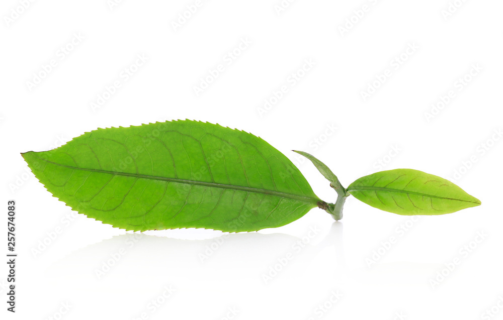 Freshly cut tea leaves on a white background. Freshly cut tea leaves on a white background.
