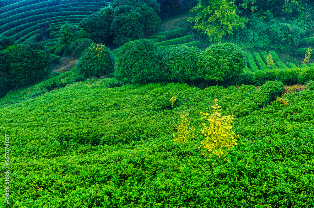 Tea tree plantation in mist