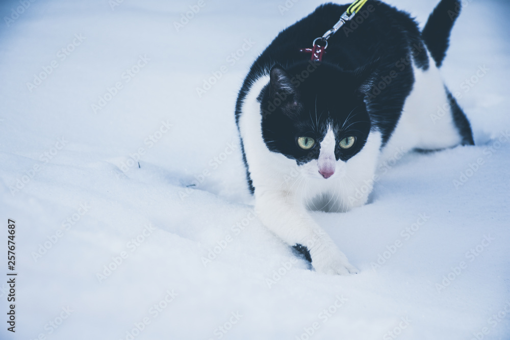 cat in snow cat in snow