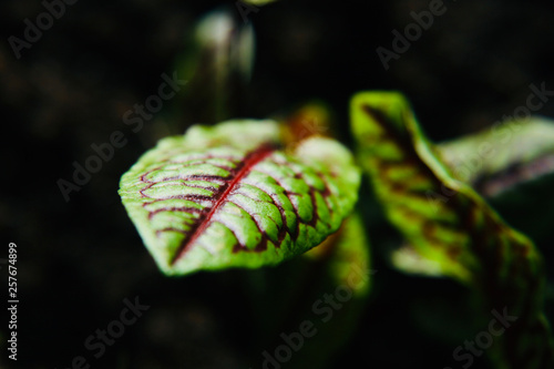 leaf of rumex sanguineus photo