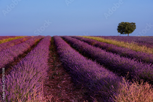 lonely tree at lavender field