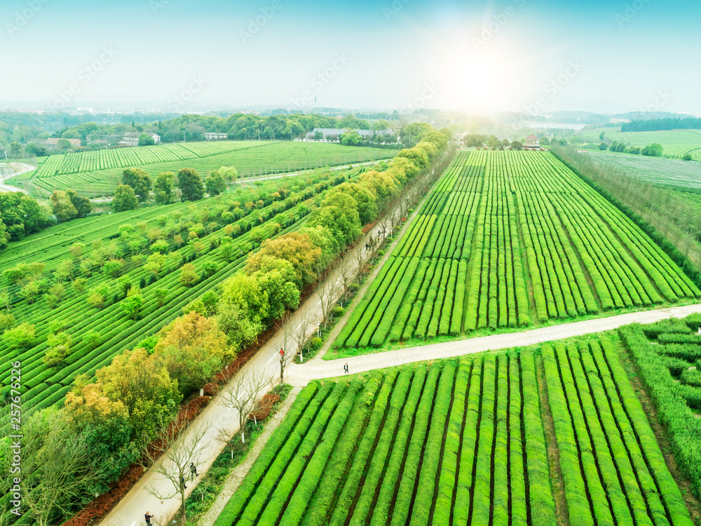 Naklejka premium Tea Garden Overlooking Fenghuanggou Scenic Area in Nanchang County ，Chinese tea garden 