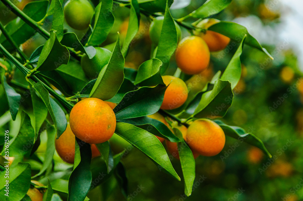 Kumquat fruit on tree 