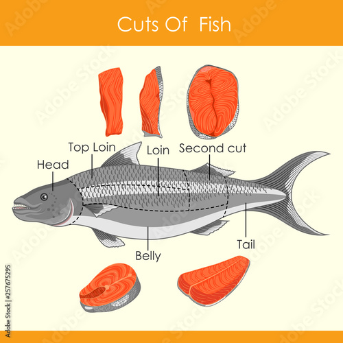 easy to edit vector illustration of different cuts of Fish