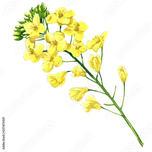 Rape blossom, flowering rapeseed canola or colza, blooming brassica napus flower, plant for oil industry and green energy, isolated, hand drawn watercolor illustration on white background