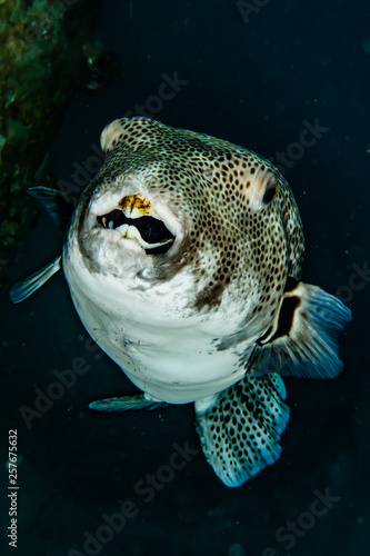 Arothron fish in the Red Sea Colorful and beautiful, Eilat Israel