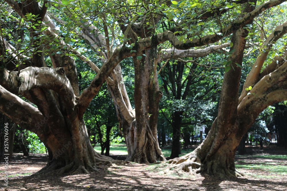 Três Árvores no Parque