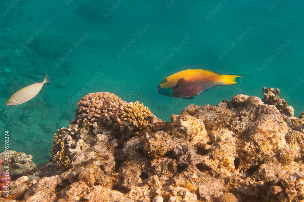 Heavybeak parrotfish is underwater in Red sea