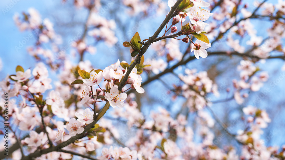 Spring tree flowers in blossom, the bloom in warm sun light on blue sky background. Beautiful apple blossoms flower in blooming with branch on blue sky background. Spring floral background. Spring tree flowers in blossom, the bloom in warm sun light on blue sky background. Beautiful apple blossoms flower in blooming with branch on blue sky background. Spring floral background.
