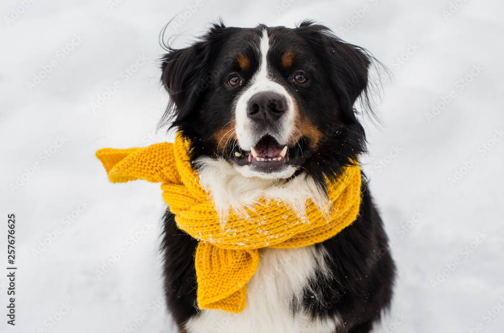 Bernese Mountain Dog Fall Scarf Tank Top - Autumn Leaves & Pumpkins Design For Dog Lovers, Halloween Thanksgiving