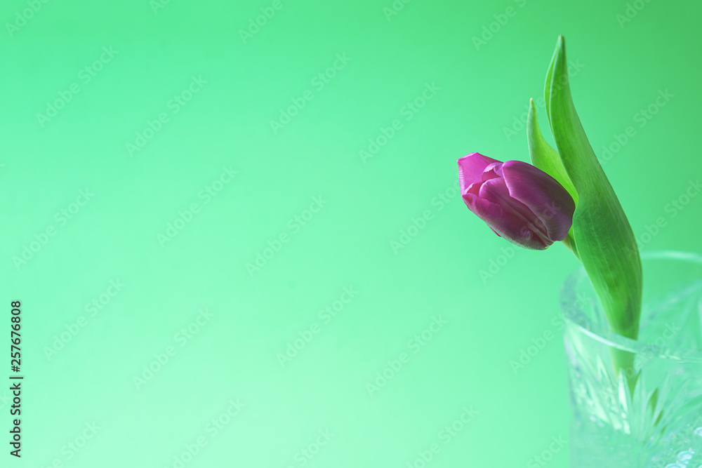 Fototapeta premium Pink or purple tulip flower. Easter or Valentine's day greeting card. Isolated on green background. Copy space.
