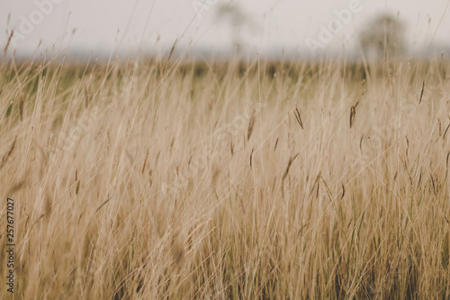 grassland background