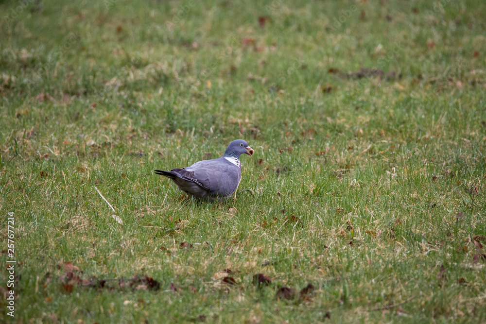 Wood pigeon searches for food in the grass Wood pigeon searches for food in the grass
