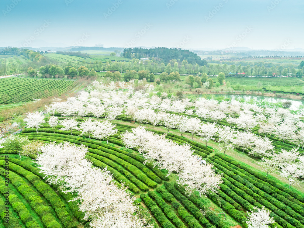 Tea Garden Overlooking Fenghuanggou Scenic Area in Nanchang County ，Chinese tea garden  