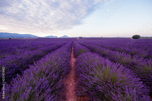 lavender field france