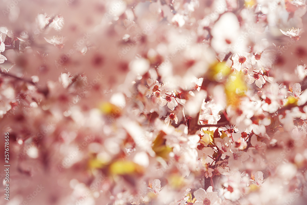 Blooming tree with white, pink flowers in morning sunshine and shadow, blurred sunlight. Soft focus. Spring blossom flower background. Easter sunny day. Blooming tree with white, pink flowers in morning sunshine and shadow, blurred sunlight. Soft focus. Spring blossom flower background. Easter sunny day.