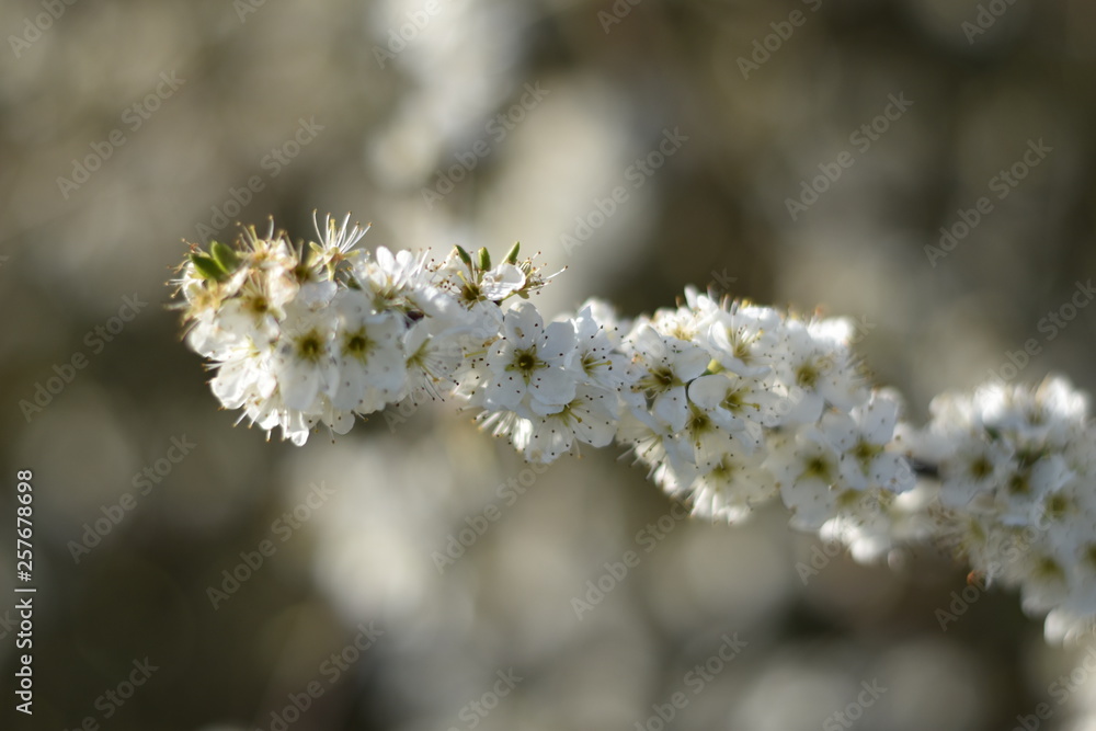 Blühender Schlehdorn (Prunus spinosa) Blühender Schlehdorn (Prunus spinosa)