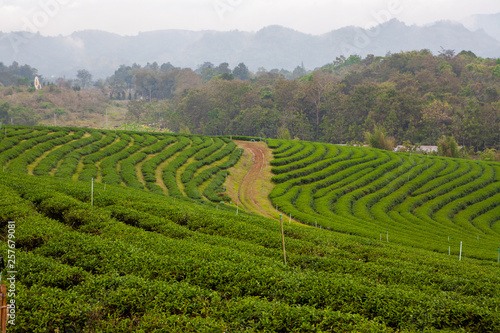 Tea plantations Choui Fong