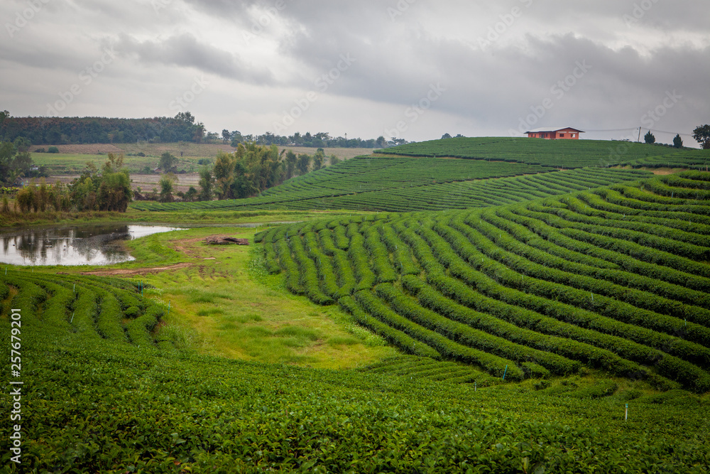 Tea plantations Choui Fong