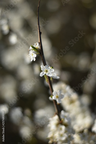 Schlehdorn-Blüten (Prunus spinosa)