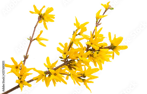 Photographie forsythia isolated
