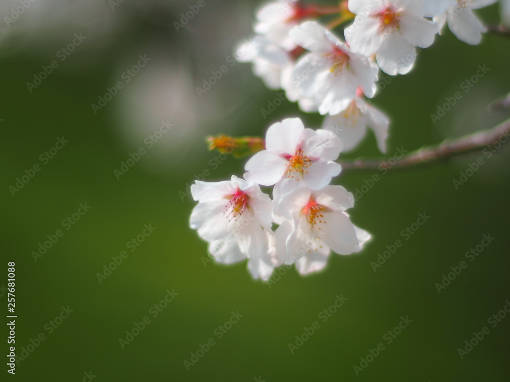 Obraz premium 桜