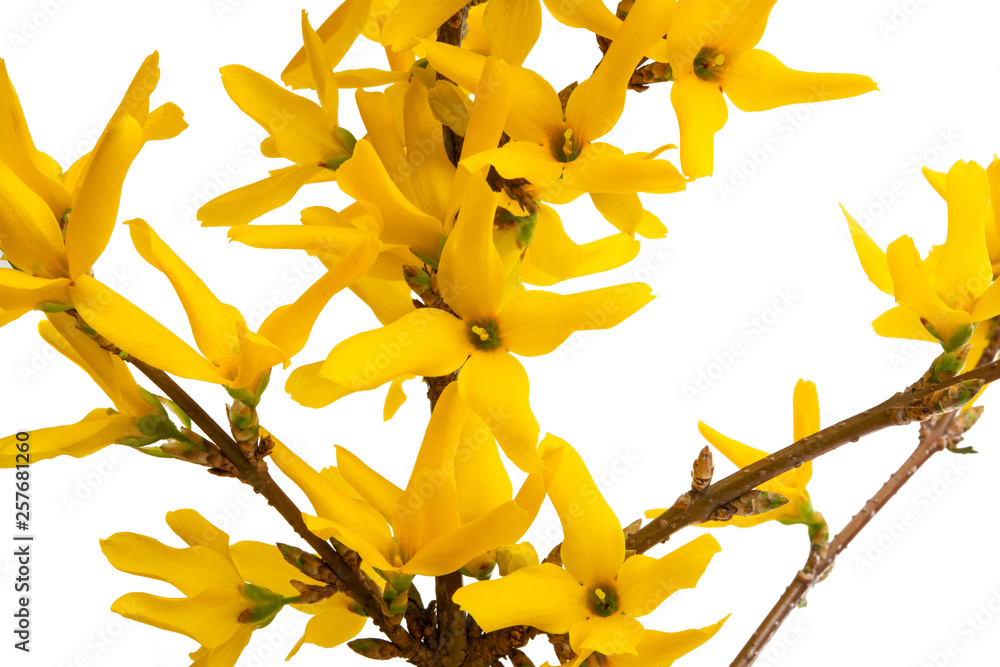 Fototapeta premium forsythia isolated