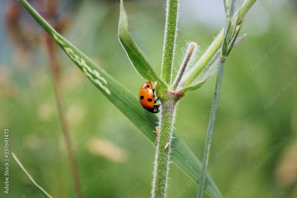 Ladybug on green grass. Macro insects or macro nature. Nature in spring or summer. Ladybug on green grass. Macro insects or macro nature. Nature in spring or summer.