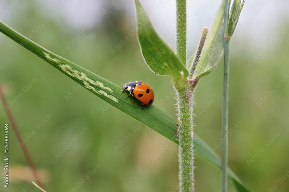 Ladybug on green grass. Macro insects or macro nature. Nature in spring or summer. Ladybug on green grass. Macro insects or macro nature. Nature in spring or summer.